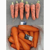 Продам морковь крупную ( морковча ), холодильник