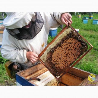 Продам бджолопакети Карпатка Карніка