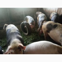 Продам свиней живою вагою 130-160 кг