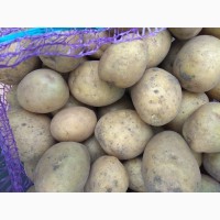 Продам семенной картофель Ривера 2 репродукция