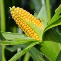 Семена кукурузы СЕРЕНАДА ФАО 280
