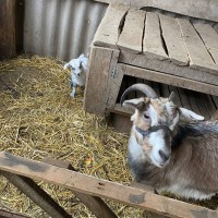 Продам козу з двома козенятами