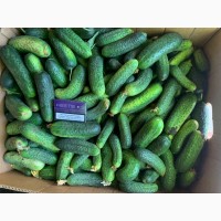 Продам огірки сорт:Дерія Ґрунт
