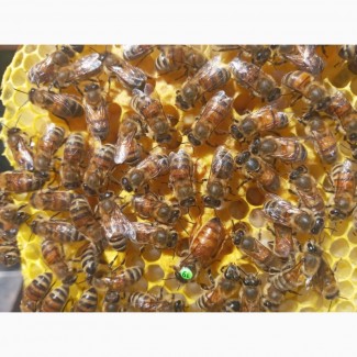Продам бджоломаток бакфаст ШО (ИО), F