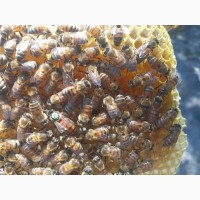 Продам бджоломаток бакфаст ШО (ИО), F