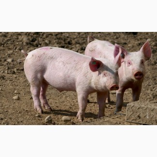 Харківський м#039;ясокомбінат постійно купує свиней ВРХ та баранів