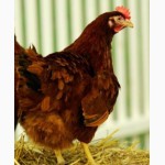 Цыплята суточные и подрощенные Редбро (Redbro)