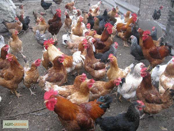 Фото 4. Цыплята суточные и подрощенные Редбро (Redbro)
