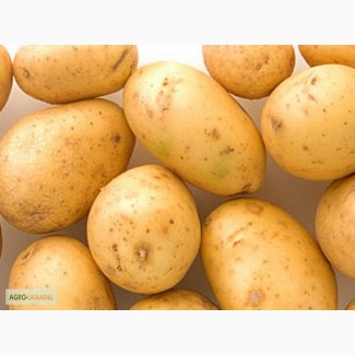 Продам картофель оптом с поля Херсонская область