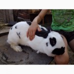 Продажа: племенная порода кроликов - Немецкий пестрый великан-Строкач