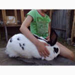 Продажа: племенная порода кроликов - Немецкий пестрый великан-Строкач