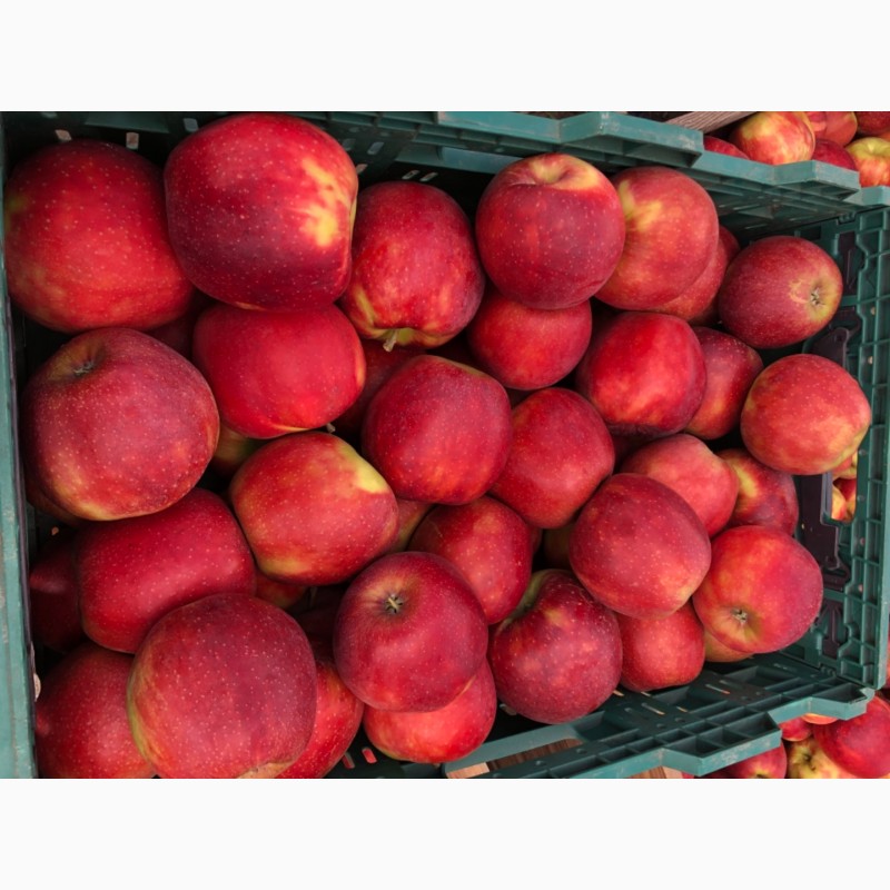 Фото 4. Продажа яблок: Ред Джонапр, Голден, Фуджи