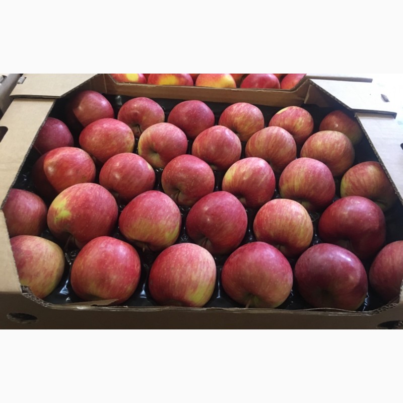 Фото 5. Продажа яблок: Ред Джонапр, Голден, Фуджи