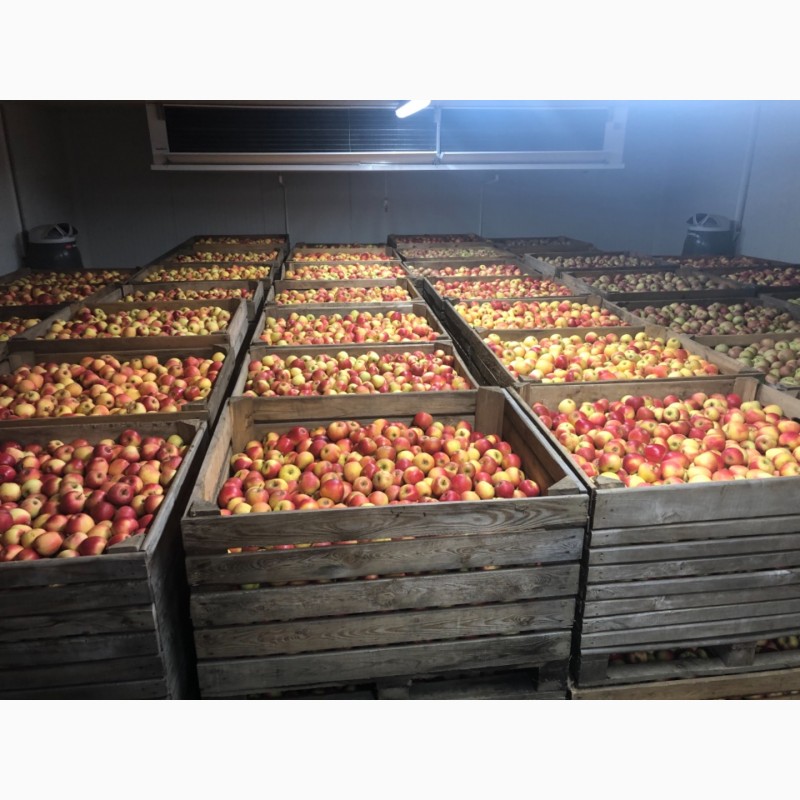 Фото 6. Продажа яблок: Ред Джонапр, Голден, Фуджи