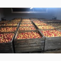 Продажа яблок: Ред Джонапр, Голден, Фуджи