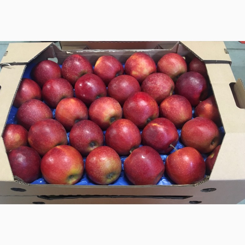 Фото 8. Продажа яблок: Ред Джонапр, Голден, Фуджи