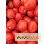 Фото 2. Продам помидоры от производителя, сорт Стелла Ред и Чезена, плоды массой по 80-90 грамм