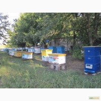 Продам отводки пчел степной породы
