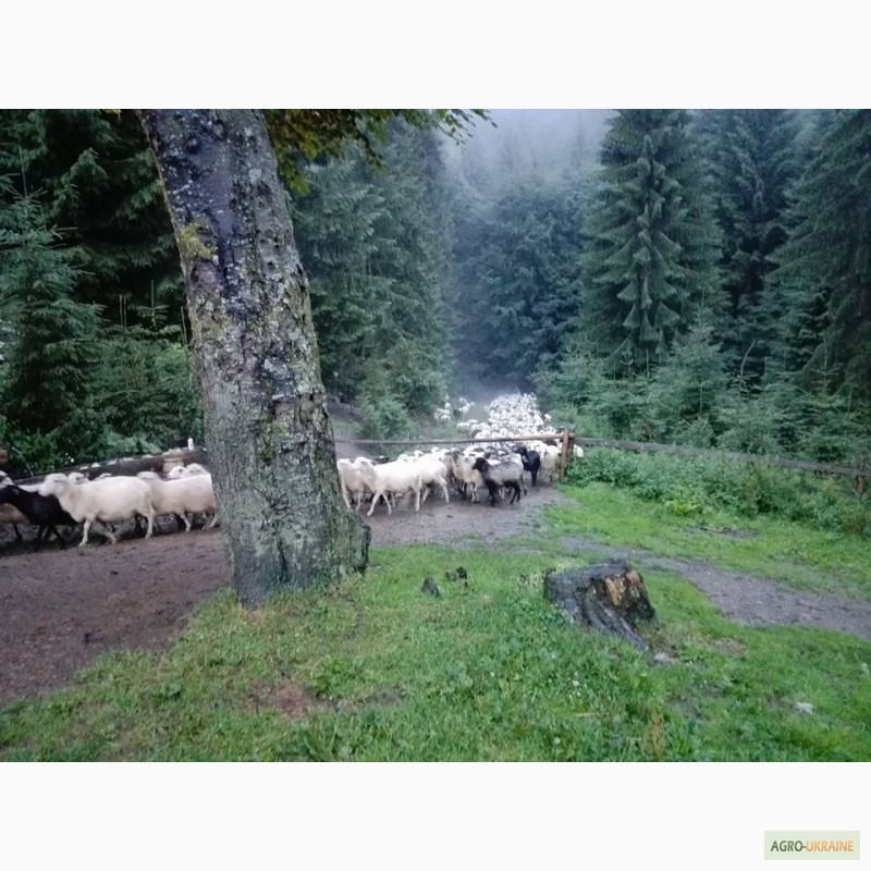 Фото 3. Продам овець, ягнят, баранів, вівцематок