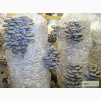 Готовые грибные блоки вешенки и шиитаке