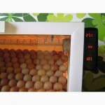 Лучшие инкубаторы тандем с закладкой от 60 до 3000 яиц