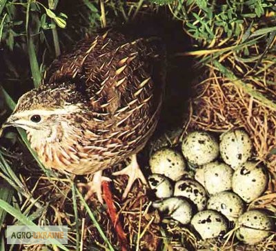 Фото 3. Инкубационные яйца перепела породы: Техасец и Фараон