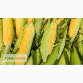 Посевной материал Кукуруза Ривъера Оргинатор Семанс Франция Высокий потенциал урожайности