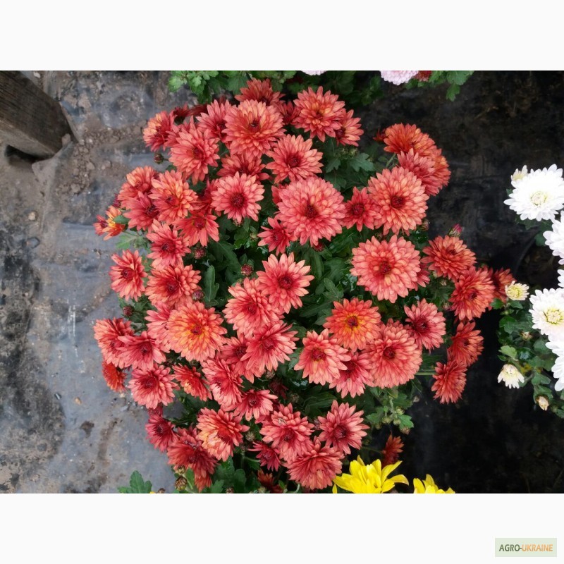 Фото 2. Розсада(черенок)хризантем