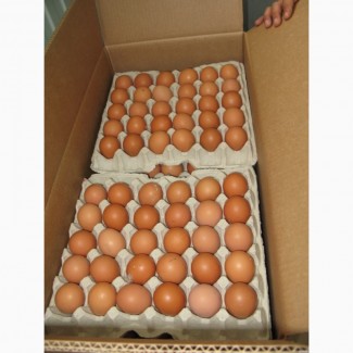 Фото 2. Продам куриное яйцо 1, 2 категории от 150-450 ящиков в день