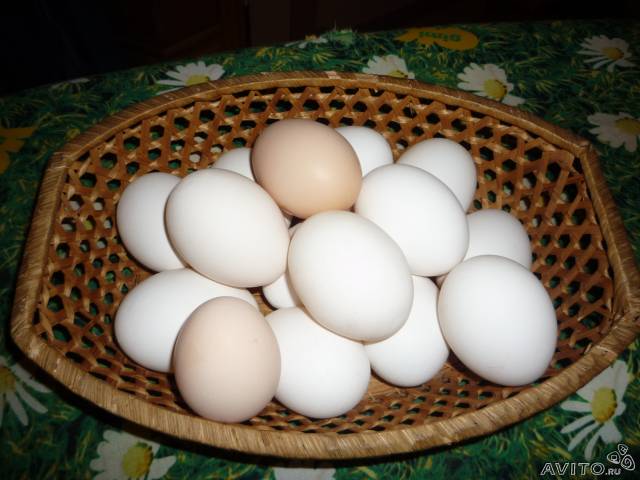 Фото 3. Продам куриное яйцо 1, 2 категории от 150-450 ящиков в день