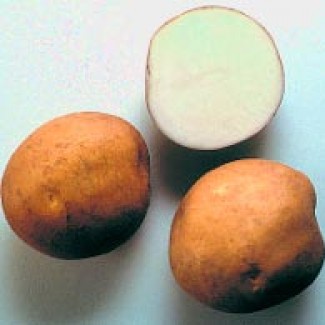 Фермерское предприятие продаст картошку отличного качества Белла Роса