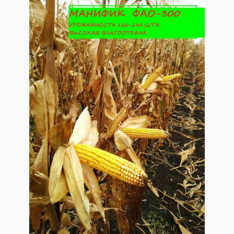 Фото 4. Семена кукурузы Манифик ФАО-300, гибрид F1, (Семанс Франция)