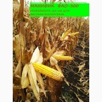 Семена кукурузы Манифик ФАО-300, гибрид F1, (Семанс Франция)