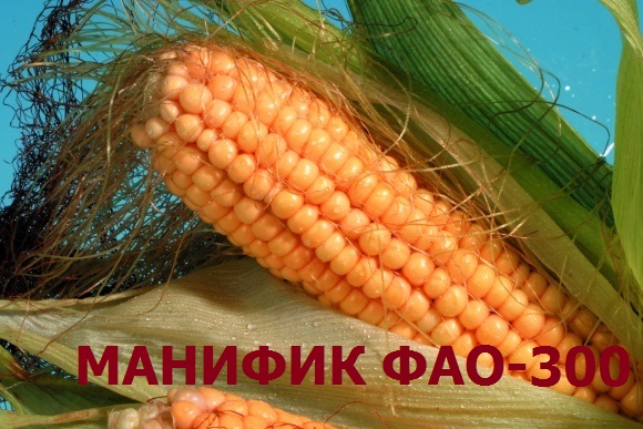 Фото 2. Семена кукурузы Манифик ФАО-300, гибрид F1, (Семанс Франция)
