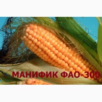 Семена кукурузы Манифик ФАО-300, гибрид F1, (Семанс Франция)