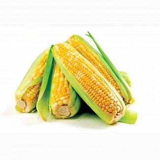 Семена кукурузы G Host GS 95 F21(Джи Хост) ФАО 210