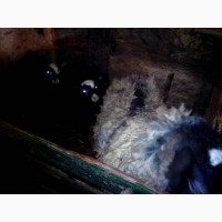 Продам овець романiвської породи