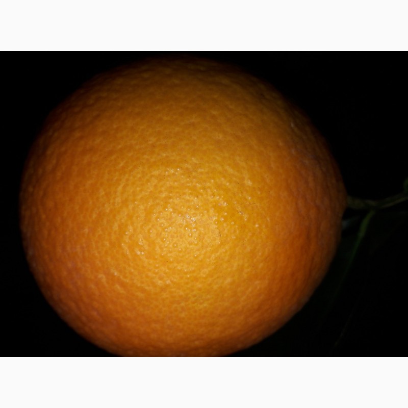 Фото 4. Турецкие апельсины