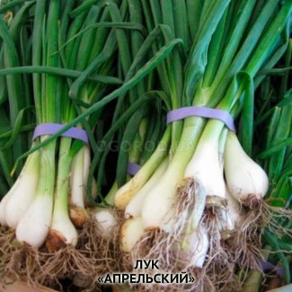 Семена лука «апрельский» (батун), тм ogorod - 1 грамм