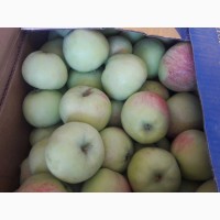 Продам яблоки сорта Пирус
