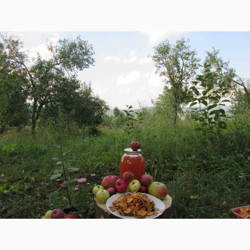 Фото 14. Сок яблочный домашний с горного сада Карпат