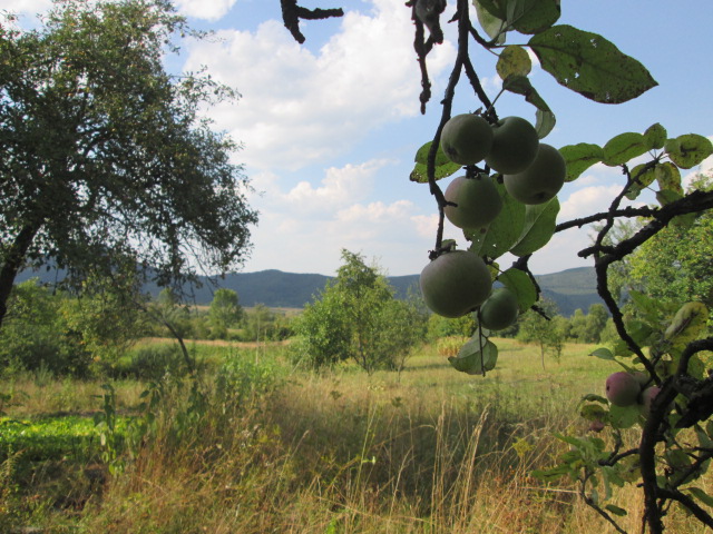 Фото 15. Сок яблочный домашний с горного сада Карпат