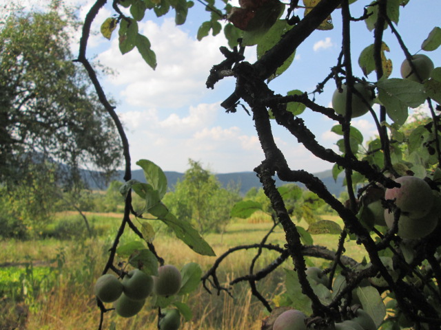 Фото 17. Сок яблочный домашний с горного сада Карпат