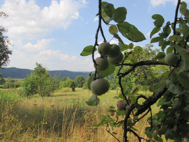 Фото 18. Сок яблочный домашний с горного сада Карпат