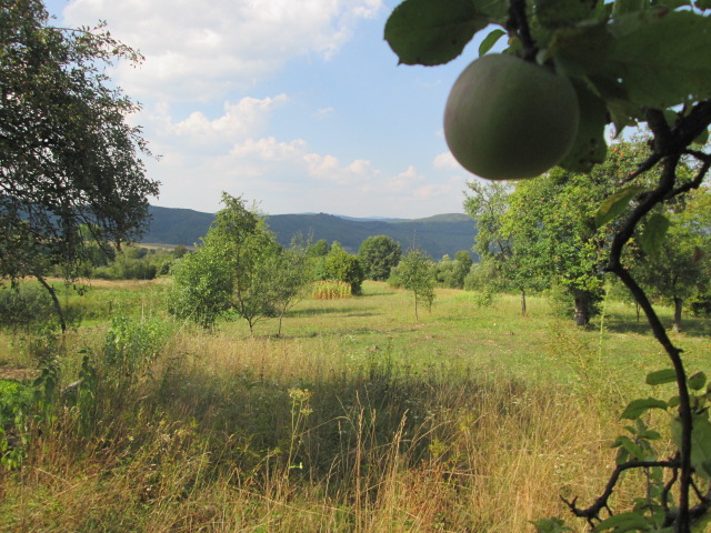 Фото 20. Сок яблочный домашний с горного сада Карпат