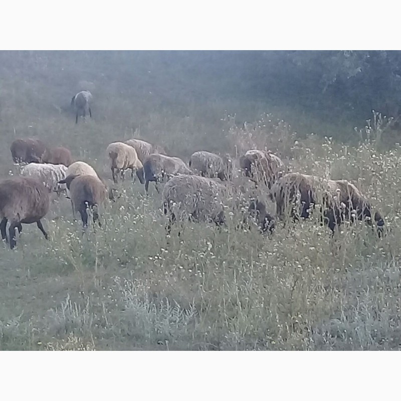 Фото 3. Продам овец, романовской породы