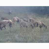 Продам овец, романовской породы
