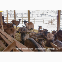 Взрослые козы Альпийской породы - Выбраковка из основного стада