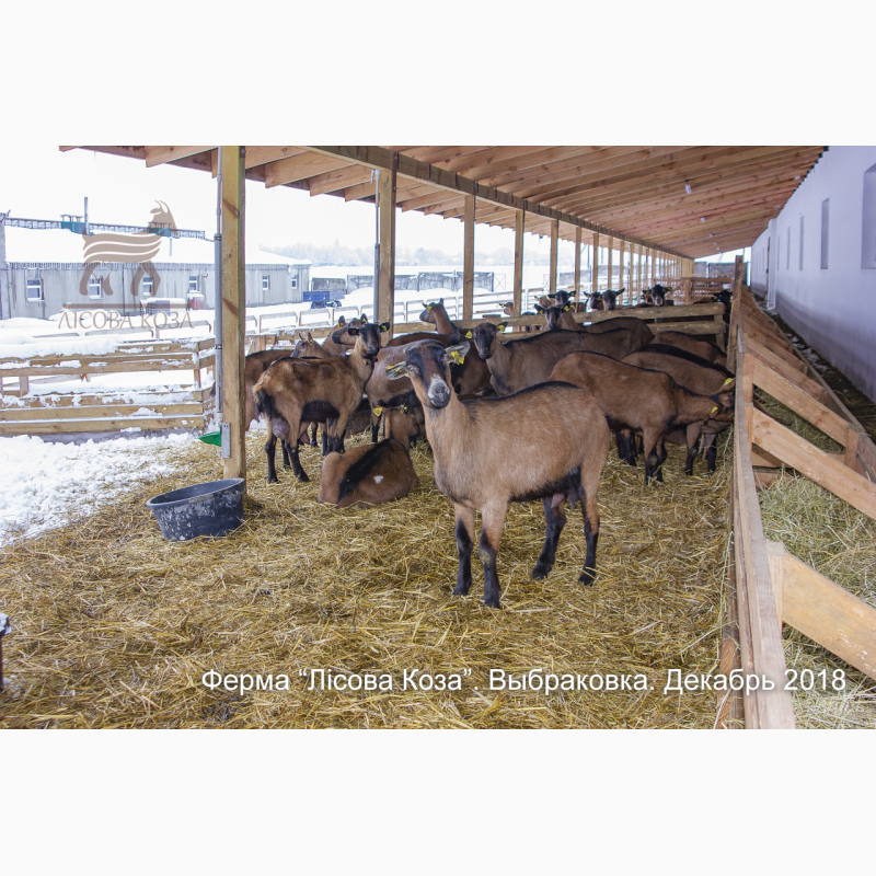 Фото 10. Взрослые козы Альпийской породы - Выбраковка из основного стада
