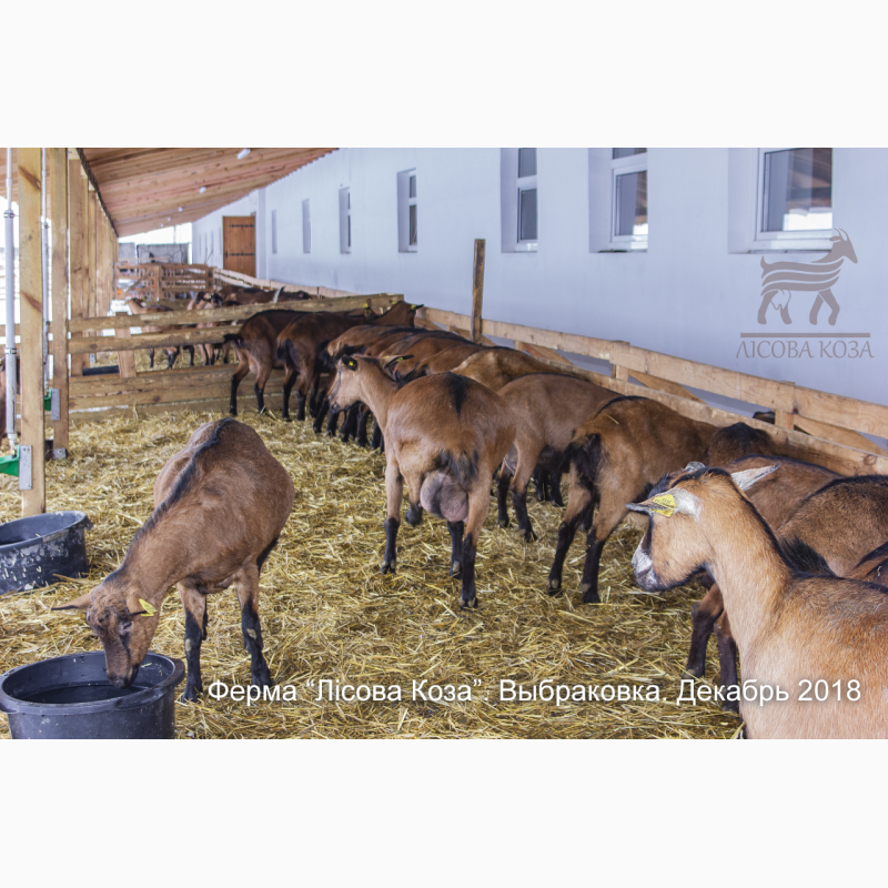 Фото 11. Взрослые козы Альпийской породы - Выбраковка из основного стада